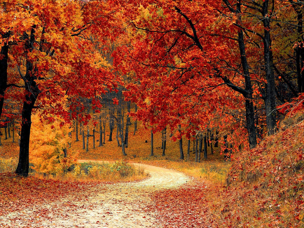 Our Favorite Things To Do in Georgia in the Fall | Okabashi